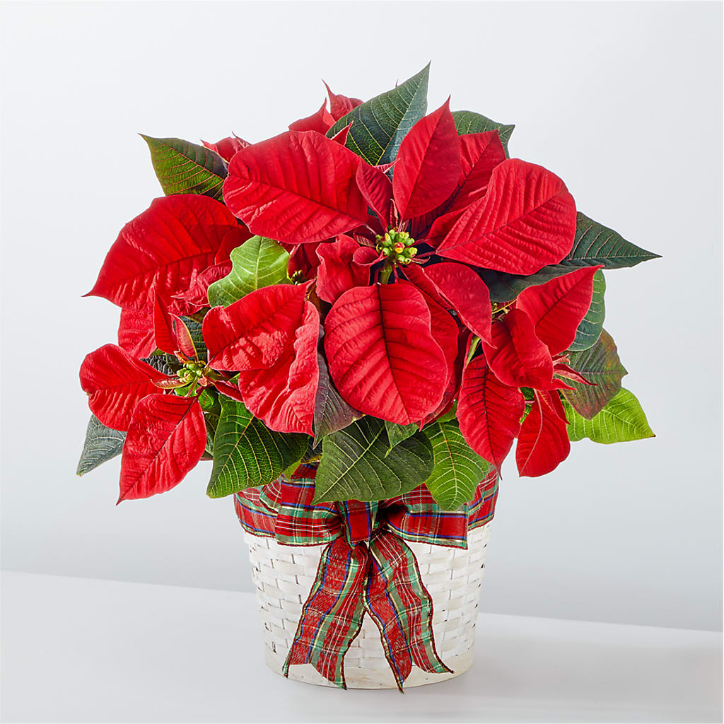 Happiest Holidays Poinsettia – Laurie Clark Designs, Thamesville ON