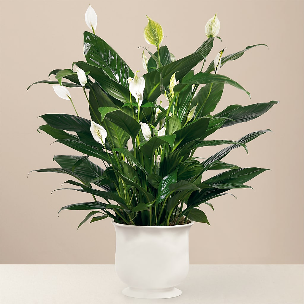 Comfort Planter – Laurie Clark Designs, Thamesville ON