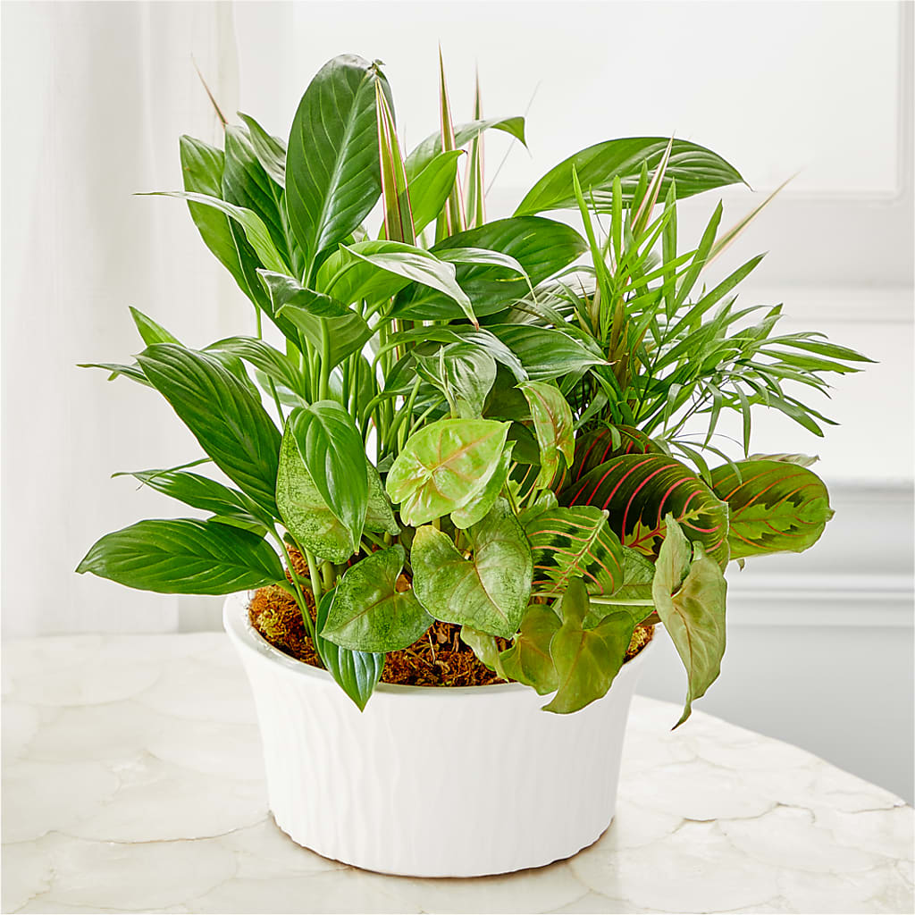 Balance & Harmony Dishgarden – Laurie Clark Designs, Thamesville ON