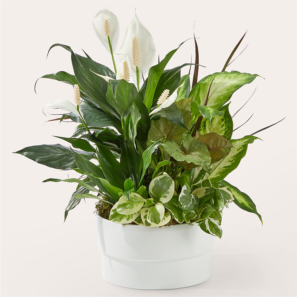 Radiating Positivity Dishgarden – Laurie Clark Designs, Thamesville ON