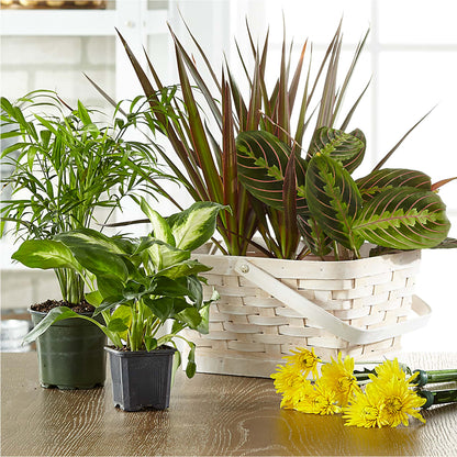 Florist Designed Blooming and Green Plants in a Basket –  Laurie Clark Designs, Thamesville ON