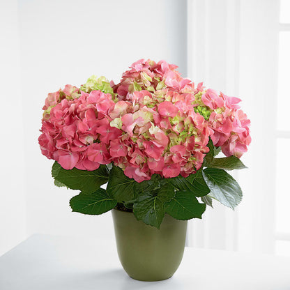 Pink Hydrangea Planter –  Laurie Clark Designs, Thamesville ON