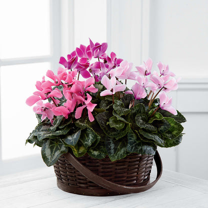 Mixed Cyclamen Planter –  Laurie Clark Designs, Thamesville ON