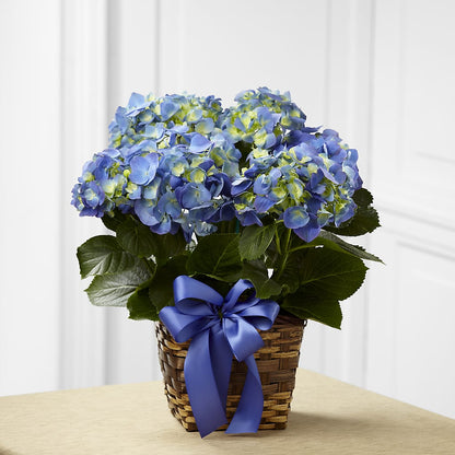 Blue Hydrangea Planter –  Laurie Clark Designs, Thamesville ON