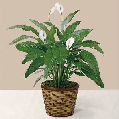 Tranquil Moments Peace Lily Plant –  Laurie Clark Designs, Thamesville ON