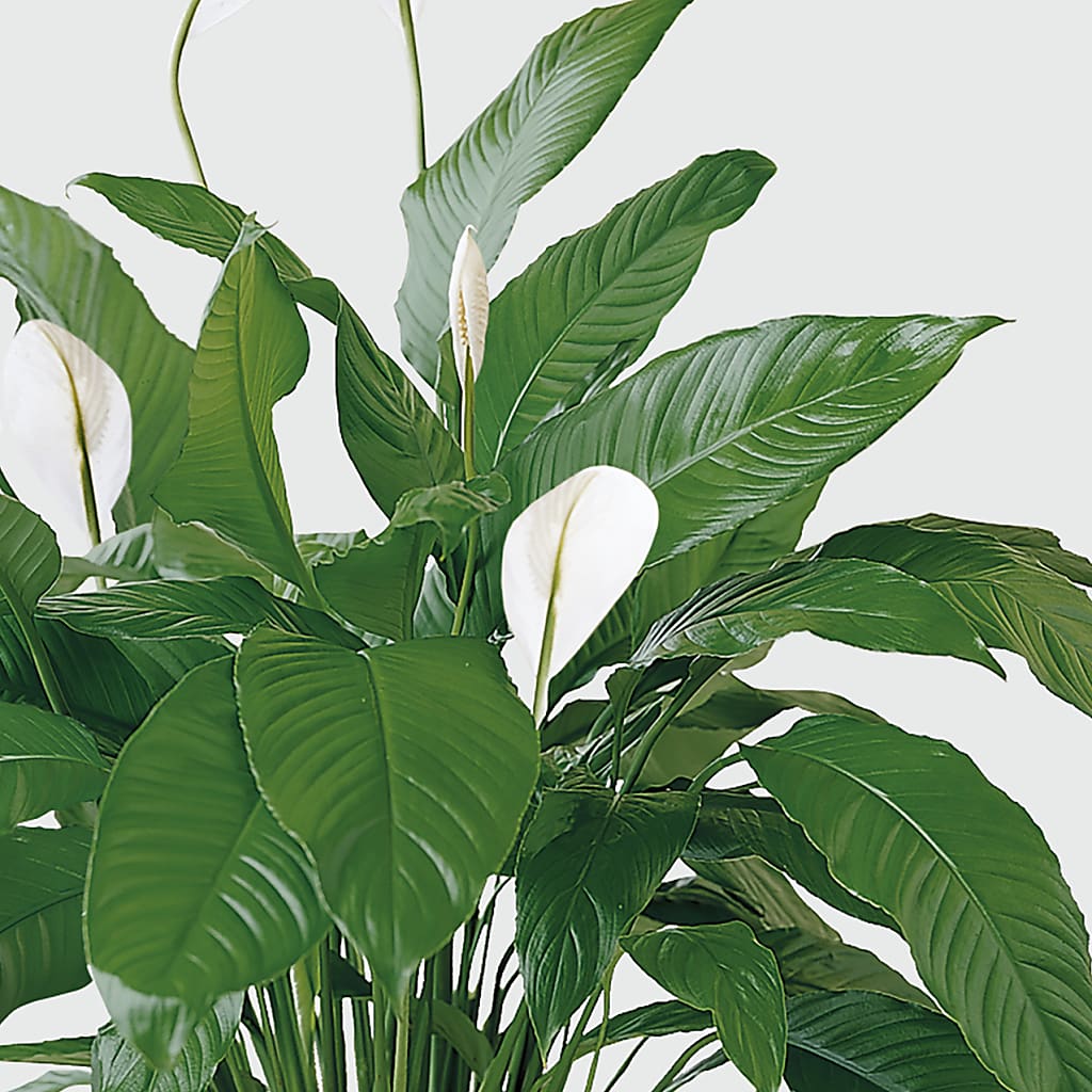 Tranquil Moments Peace Lily Plant –  Laurie Clark Designs, Thamesville ON