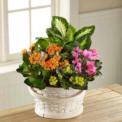 Color Crush Dishgarden –  Laurie Clark Designs, Thamesville ON
