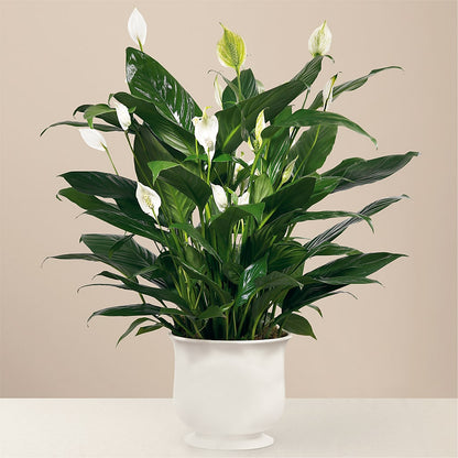 Comfort Planter –  Laurie Clark Designs, Thamesville ON