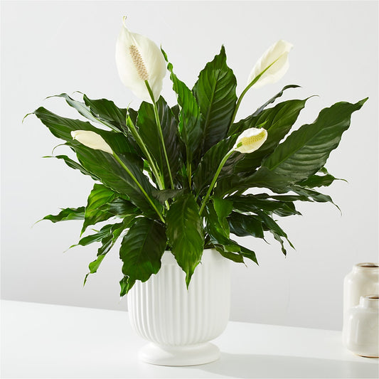 Comfort Planter –  Laurie Clark Designs, Thamesville ON
