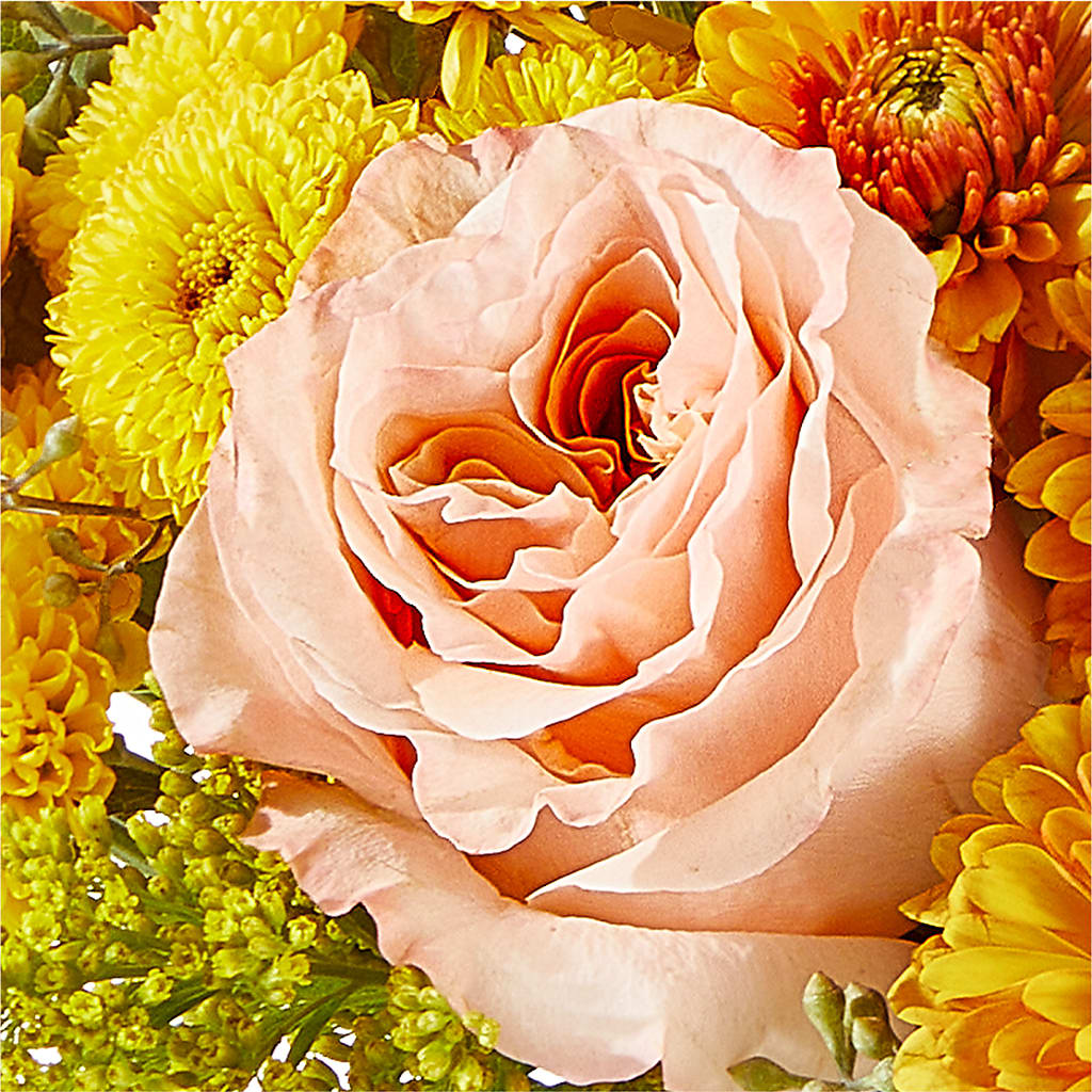 Peachy Pumpkin –  Laurie Clark Designs, Thamesville ON
