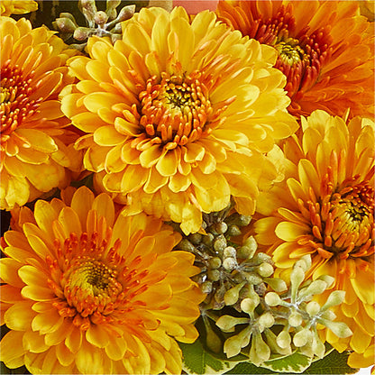 Peachy Pumpkin –  Laurie Clark Designs, Thamesville ON