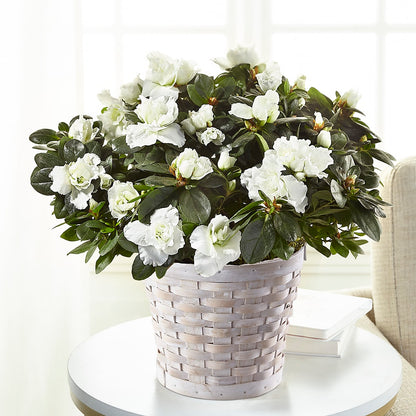 White Azalea Plant –  Laurie Clark Designs, Thamesville ON
