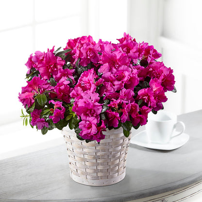 Hope & Serenity Azalea Plant –  Laurie Clark Designs, Thamesville ON