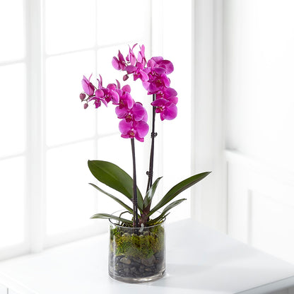 Pink Orchid Plant –  Laurie Clark Designs, Thamesville ON