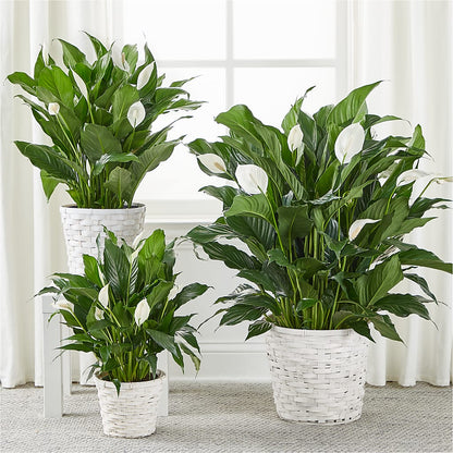 A New Leaf Peace Lily –  Laurie Clark Designs, Thamesville ON