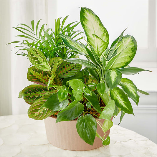 Balance & Harmony Dishgarden –  Laurie Clark Designs, Thamesville ON
