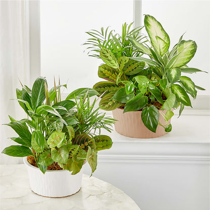 Balance & Harmony Dishgarden –  Laurie Clark Designs, Thamesville ON